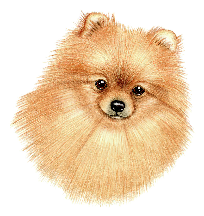Animal Mixed Media - Pomeranian #1 by Tomoyo Pitcher