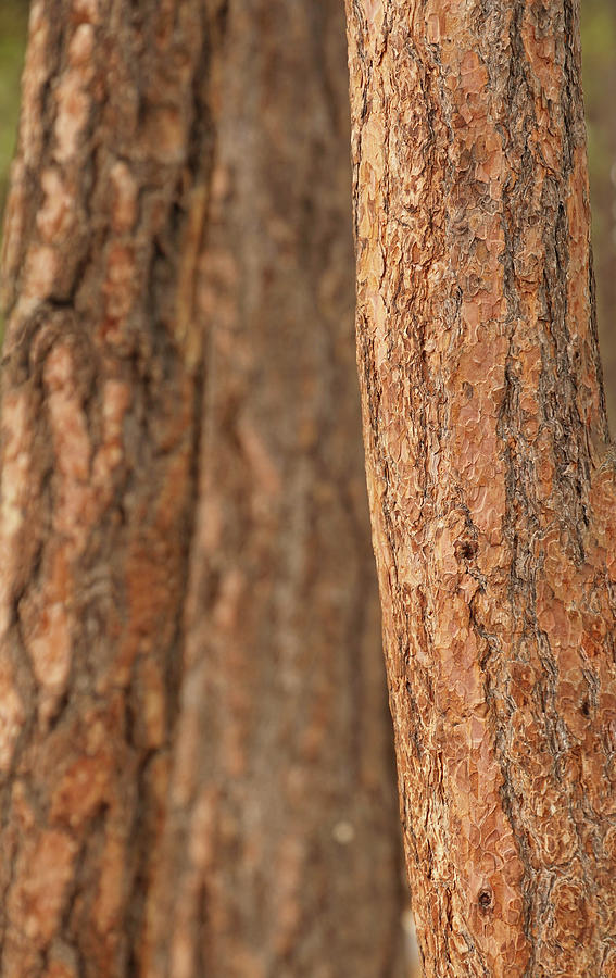 Ponderosa pine bark detail #1 Photograph by Steve Estvanik