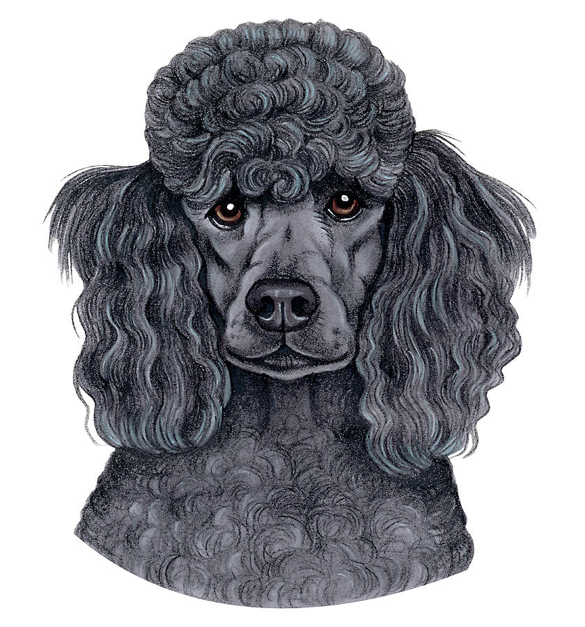 Animal Mixed Media - Poodle Black #1 by Tomoyo Pitcher