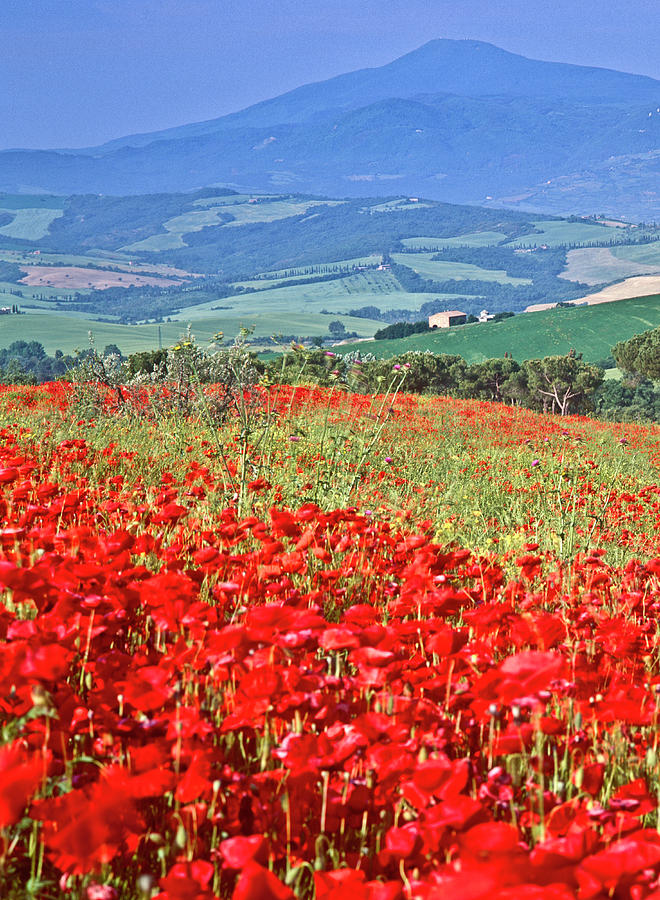 Poppies And Cyprus, Val Dorcia #1 Photograph by Kathy Collins
