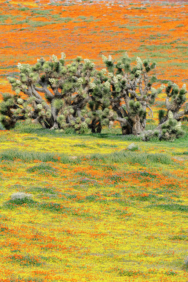 Poppies And Joshua Tree #1 Photograph by Jeff Foott
