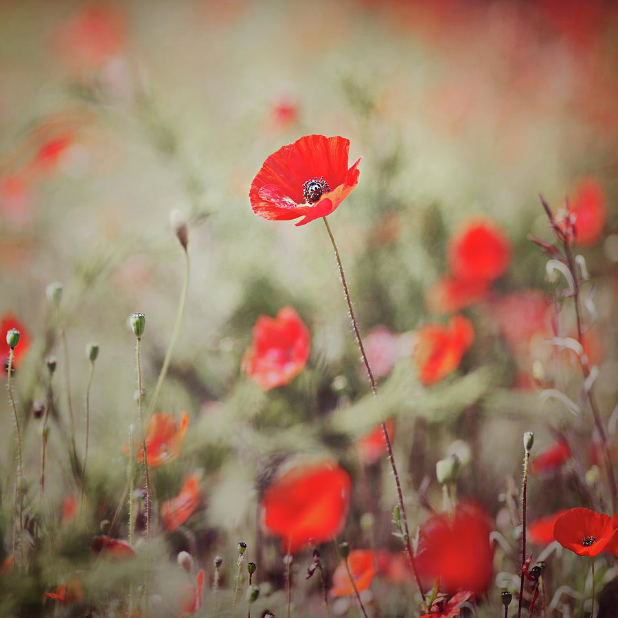 Poppies #1 Photograph by Julia Davila-lampe