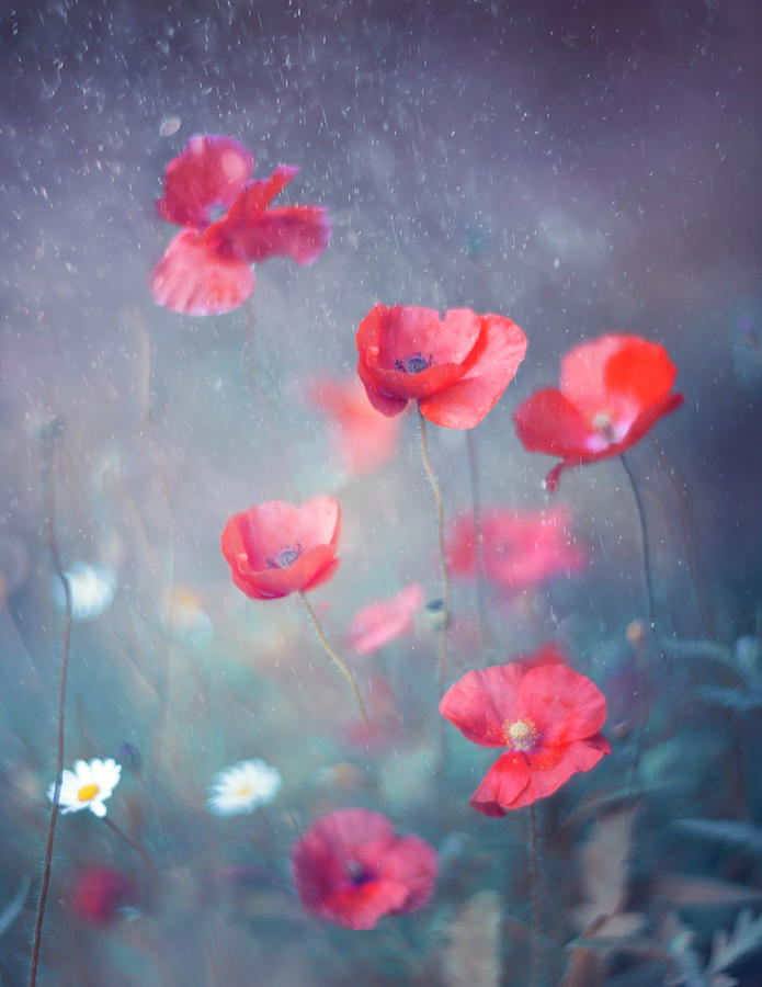Poppy Photograph - Poppies #2 by Magda Bognar