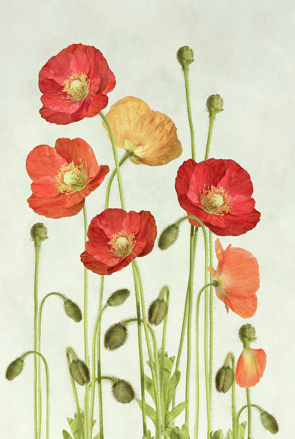 Poppies #1 Photograph by Mandy Disher Photography