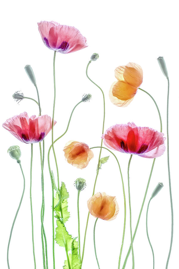 Poppies #1 Photograph by Mandy Disher
