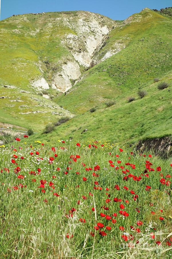 Poppies (papaver Rhoeas) On The Golan Heights #1 Photograph by Science Photo Library