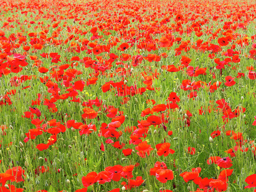 Poppies, Somme Valley, France #1 Photograph by Travelpix Ltd