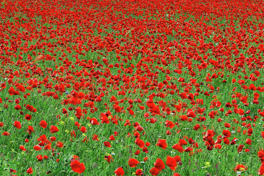Poppies #1 Photograph by Vittorio Ricci - Italy