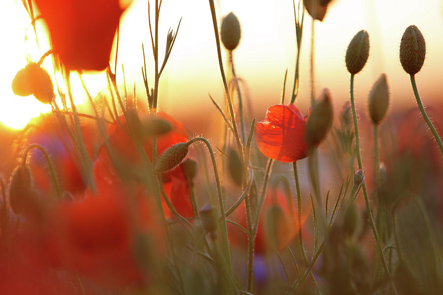 Poppy Field Against Sunlight With Flares #1 Photograph by Thejack