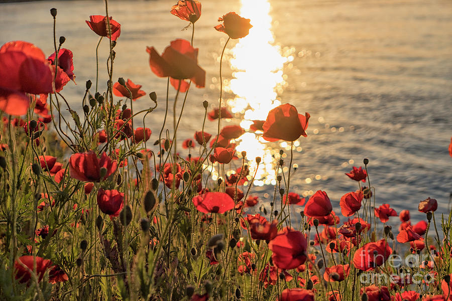 Poppy flowers at sunset on river Photograph by Patricia Hofmeester