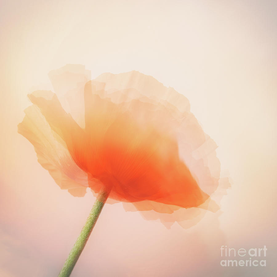 Poppy by Janet Burdon Poppy by Janet Burdon
