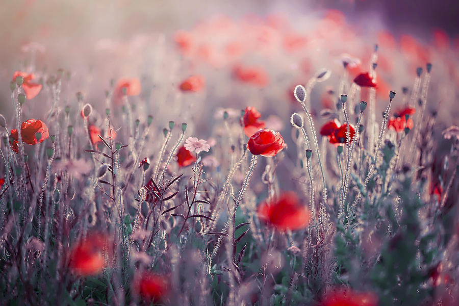 Flower Photograph - Poppy Meadow #1 by Jacky Parker