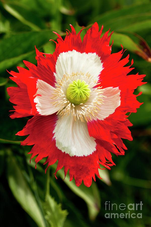 Poppy (papaver victoria Cross) Flower #1 Photograph by Ian Gowland/science Photo Library