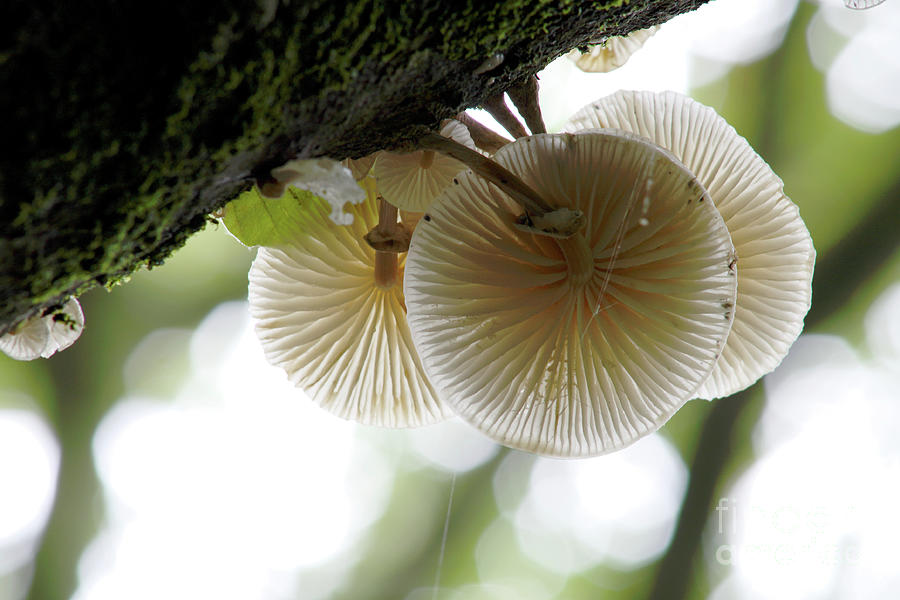 Porcelain Fungi (oudemansiella Mucida) #1 Photograph by Dr Keith Wheeler/science Photo Library