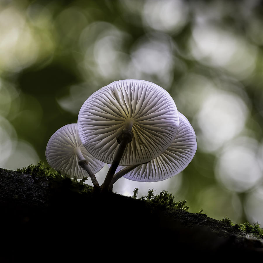 Nature Photograph - Porcelain Fungus #1 by Kutub Uddin