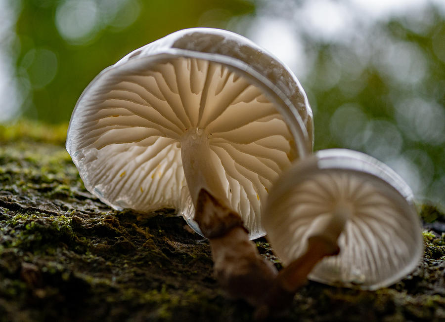 Nature Photograph - Porcelain Mushrooms #1 by Elaine Henshaw