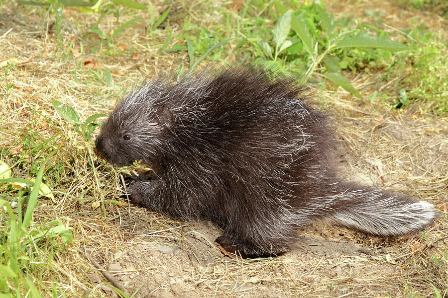Porcupine In The Grass #1 Photograph by David Kenny