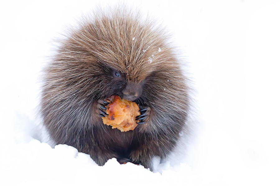 Nature Photograph - Porcupine With Apple #1 by Jim Cumming