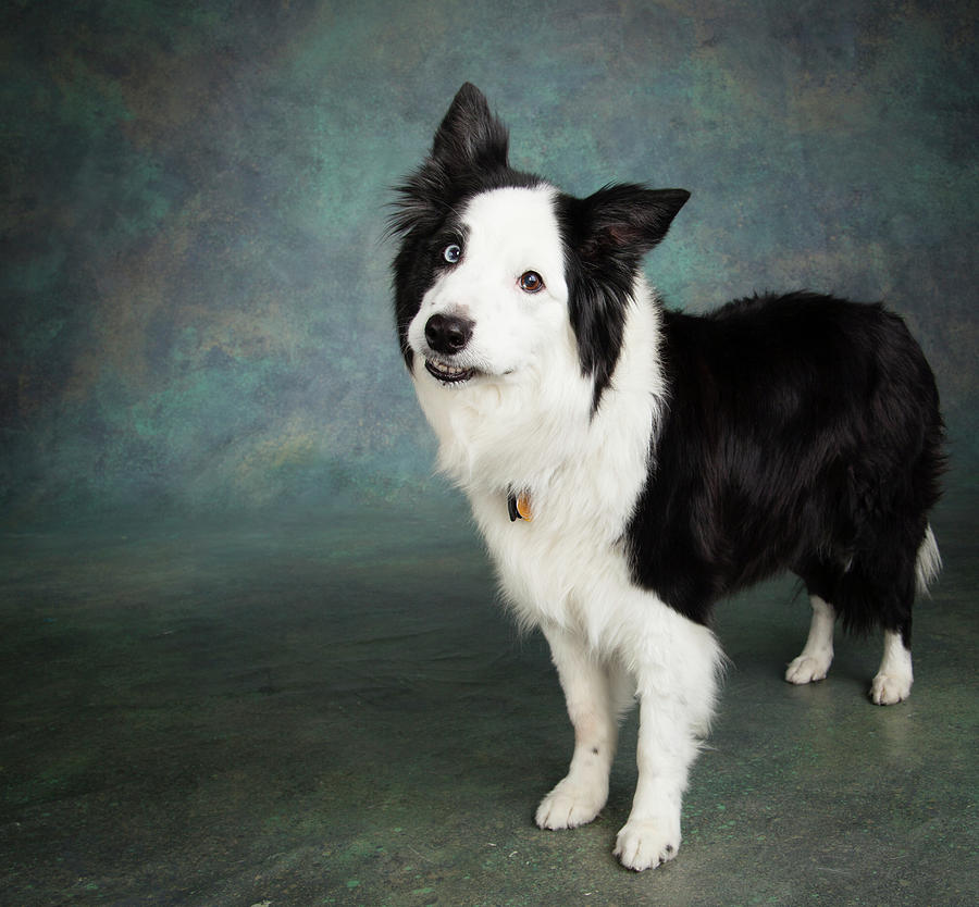 Portrait Of A Border Collie Dog #1 Photograph by Panoramic Images