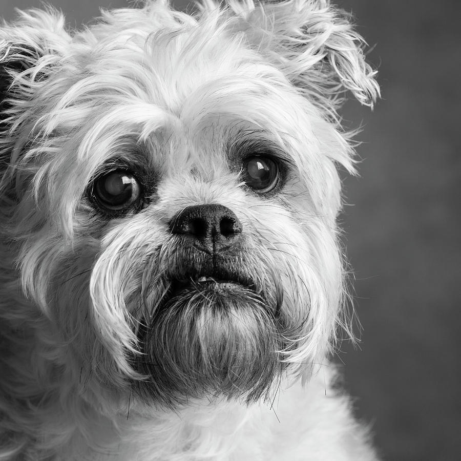 Black And White Photograph - Portrait Of A Brussels Griffon Dog #1 by Panoramic Images