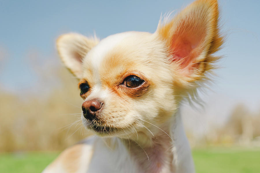 Portrait Of A Cute Purebred Chihuahua. White Chihuahua Puppy Photograph ...