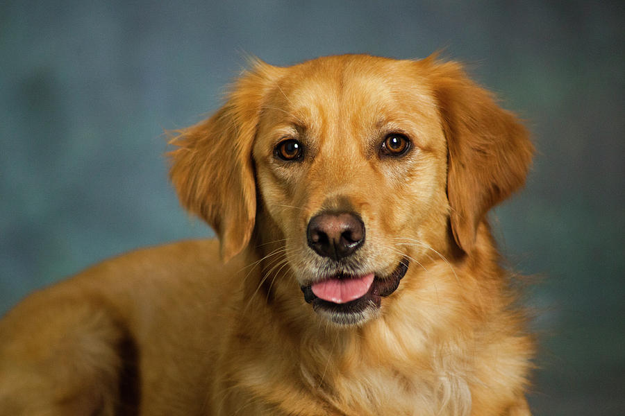 Golden Retriever Photograph - Portrait Of A Golden Retriever Dog #1 by Panoramic Images