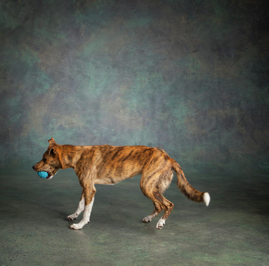 Animal Photograph - Portrait Of A Greyhound Collie Mix Dog #1 by Panoramic Images