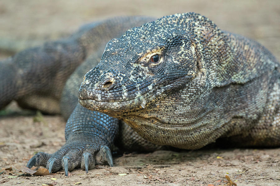 Portrait Of A Komodo Dragon (varanus #1 Photograph by Wolfgang Kaehler