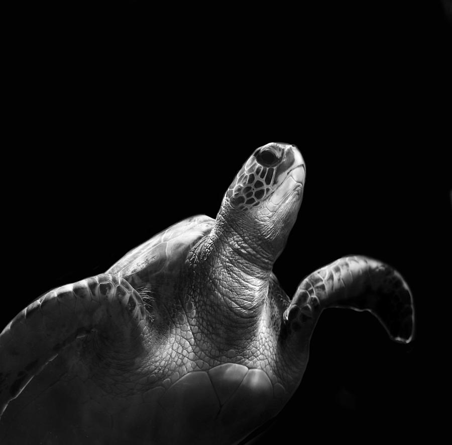 Animal Photograph - Portrait Of A Maui Green Sea Turtle #1 by Robin Wechsler