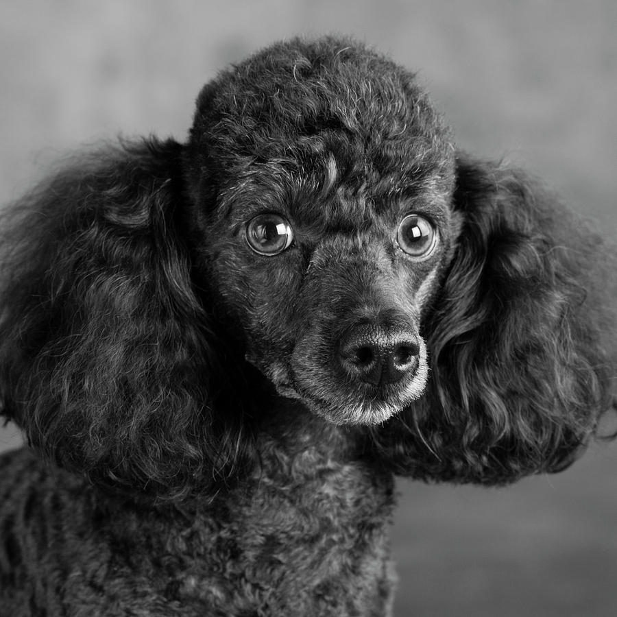 Black And White Photograph - Portrait Of A Mini Poodle Dog #1 by Panoramic Images