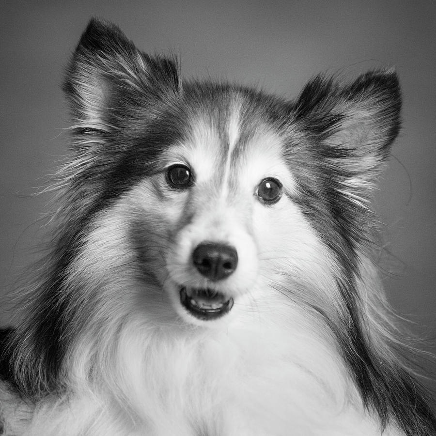 Black And White Photograph - Portrait Of A Shetland Sheepdog Dog #1 by Panoramic Images
