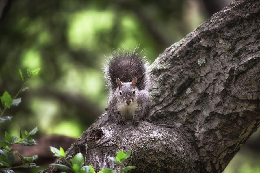 American Photograph - Portrait of a squirrel  by Marnie Patchett