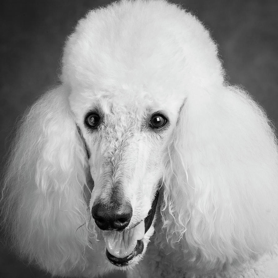 Portrait Of A Standard Poodle Dog #1 Photograph by Panoramic Images