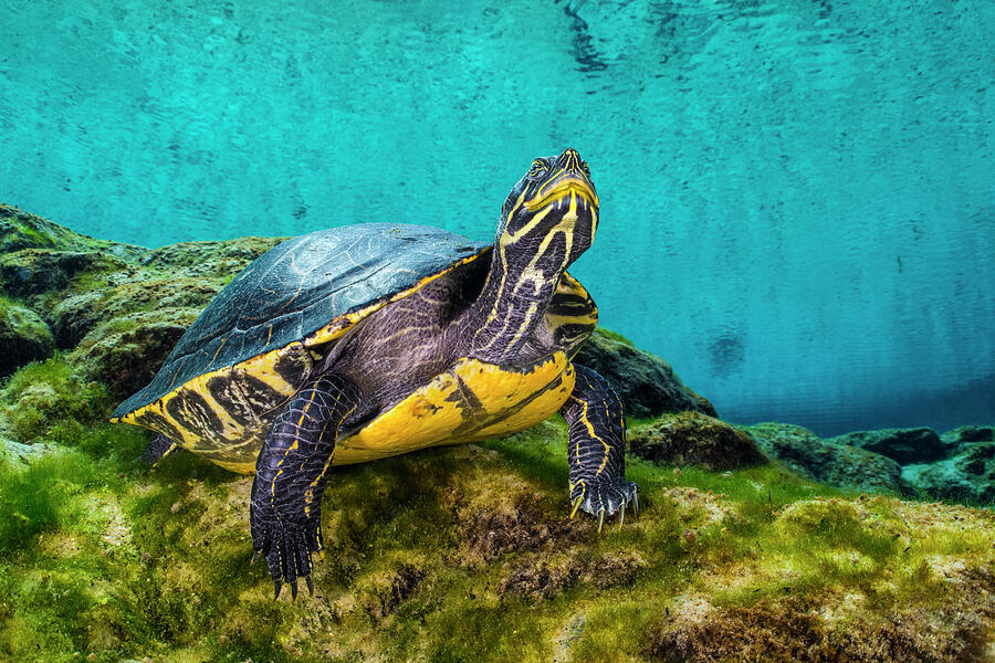 Portrait Of A Suwanee Cooter In A Freshwater Spring. #1 Photograph by ...