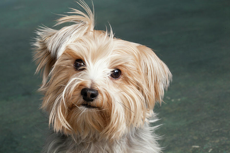 Portrait Of A Yorkie Dog #1 Photograph by Panoramic Images