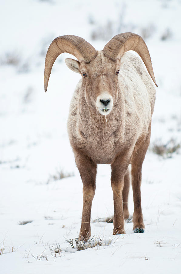 Portrait Of Bighorn Photograph by Jeff Diener - Fine Art America