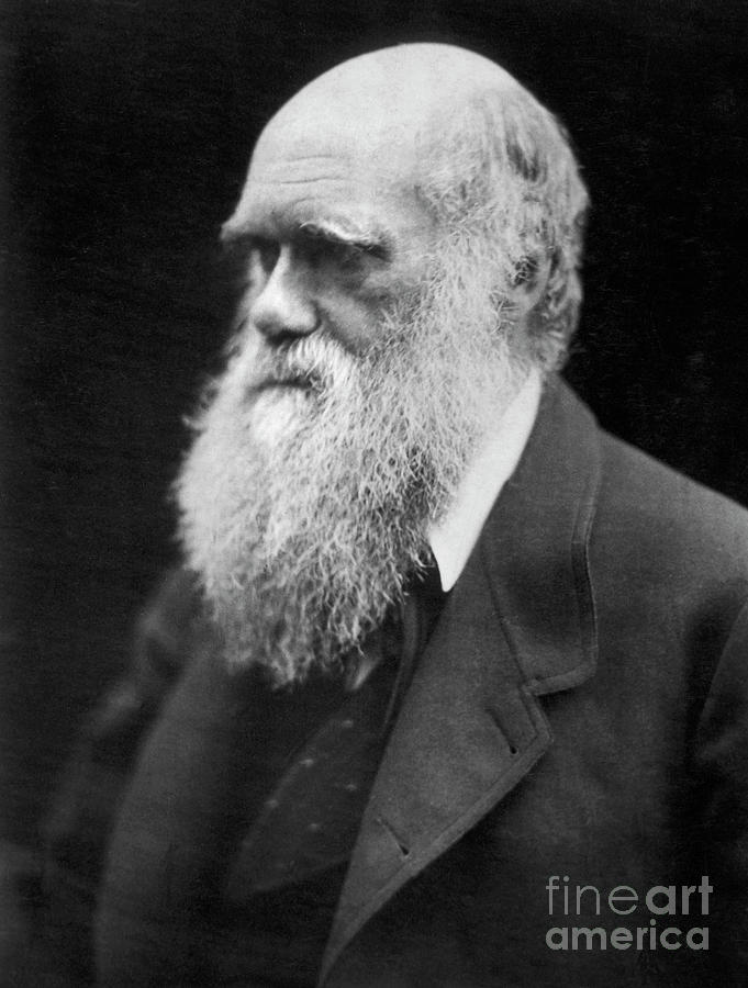 Portrait Of Charles Darwin Photograph by Bettmann
