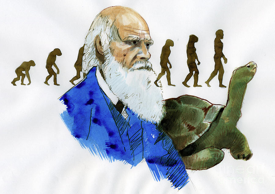 Portrait Of Charles Darwin - Portrait Of The English Naturalist Charles ...