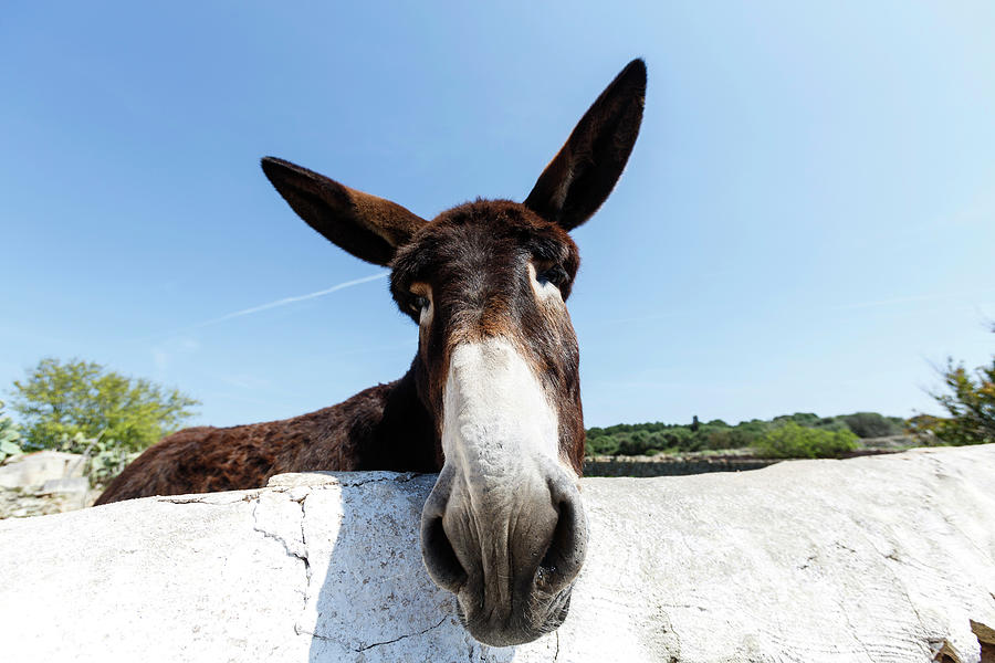 Nature Digital Art - Portrait Of Curious Donkey, Menorca, Spain #1 by Quim Roser