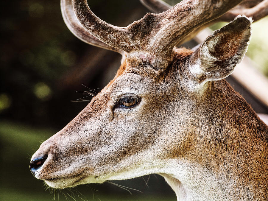 Deer Digital Art - Portrait Of Deer, Close-up, Aarhus, Denmark #1 by Max Bailen
