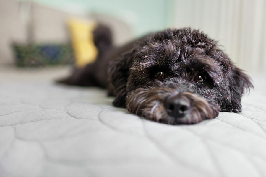 Portrait Of Dog Lying On Bed Digital Art By Grace Chon Fine Art America   1 Portrait Of Dog Lying On Bed Grace Chon 