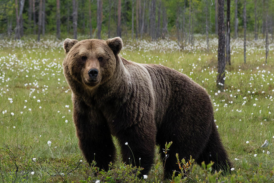 Portrait Of European Brown Bear Standing In Forest Digital Art by Delta ...