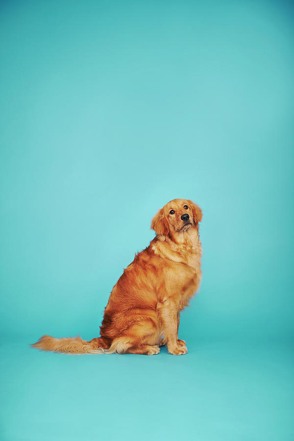 Wall Mural Golden Retriever Puppy isolated on a blue background 