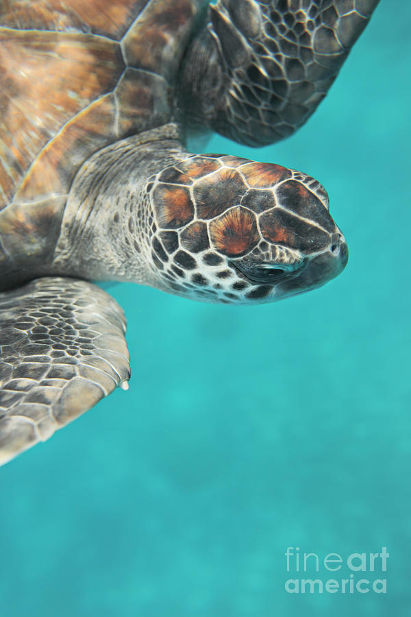 Portrait Of Green Turtle Underwater #1 Photograph by Stanislaw Pytel