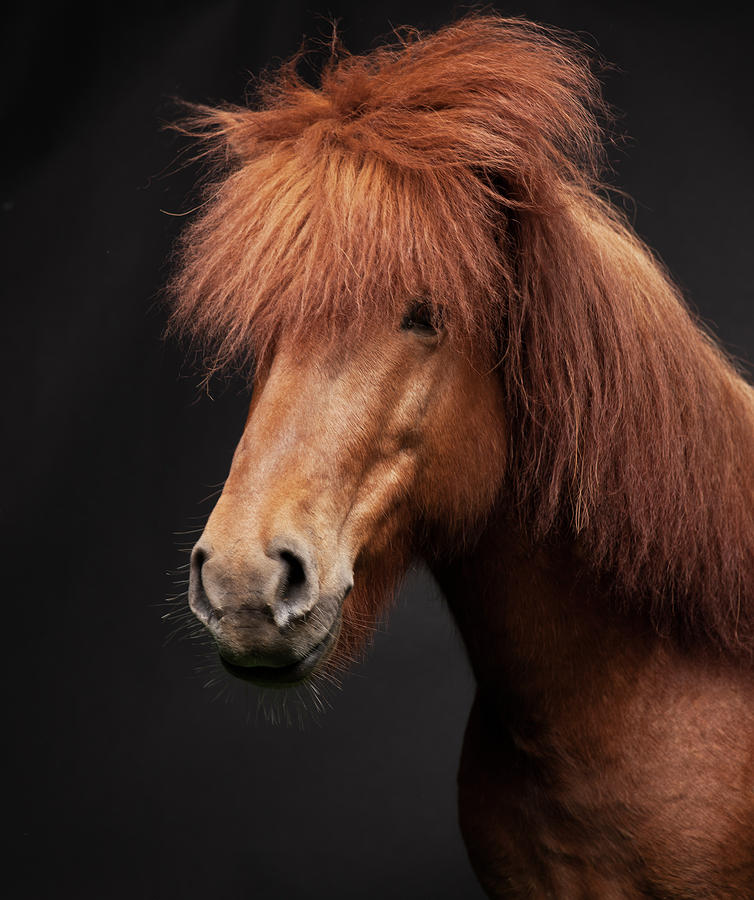 Portrait Of Horse Photograph by Arctic-images Portrait Of Horse Photograph by Arctic-images