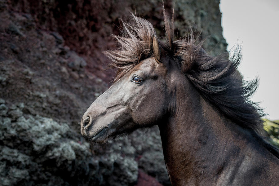 Portrait Of Icelandic Stallion, Iceland #1 Photograph by Arctic-images