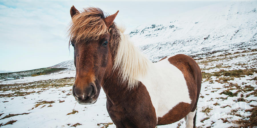 Portraits of Icelandic race horses on a snowy mountain, protected purebred animals. #1 Photograph by Joaquin Corbalan