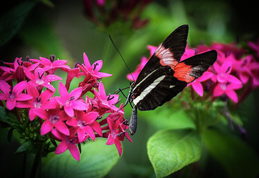 Postman Butterfly #1 Photograph by Donald Pash