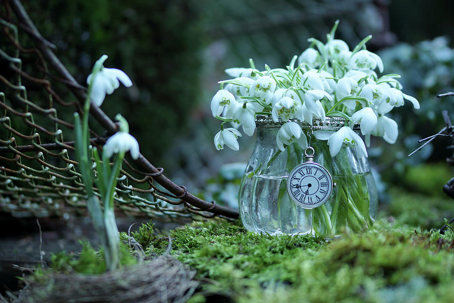 Posy Of Snowdrops In Vintage-style Glass Vase On Moss #1 Photograph by Angelica Linnhoff