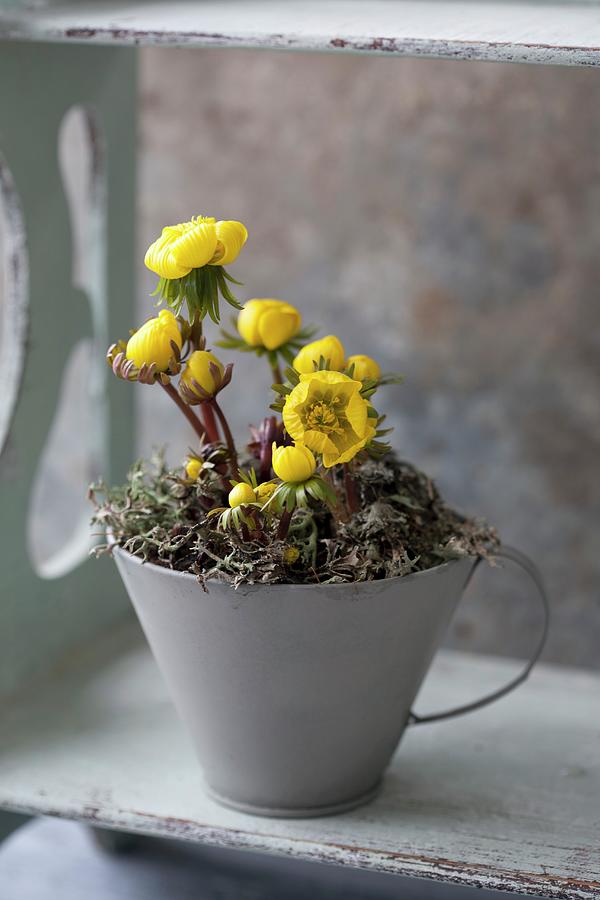 Pot Of Flowering Winter Aconites eranthis Hyemalis #1 Photograph by Martina Schindler